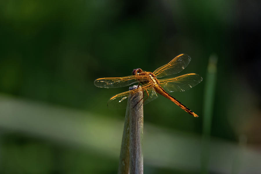 Dragonfly on a Twig Photograph by Debra Martz