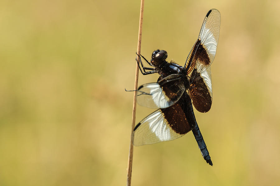 Dragonfly on a Windy Day Photograph by Joni Eskridge