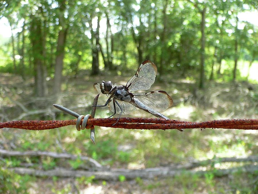 Dragonfly Photograph - Dragonfly on Barbed Wire by Al Powell Photography USA