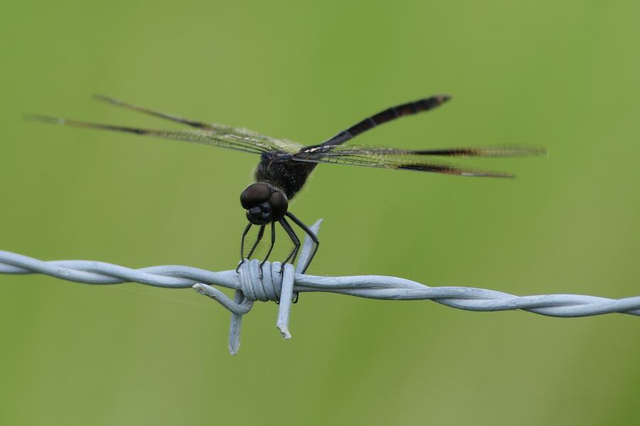 Dragonfly on barbed wire Photograph by Bradford Martin