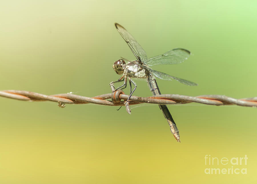 Dragonfly On Barbed Wire Photograph by Robert Frederick