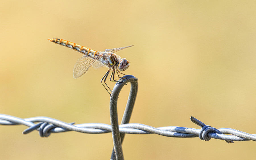 Dragonfly on Barbed Wire Photograph by Steve McKinzie