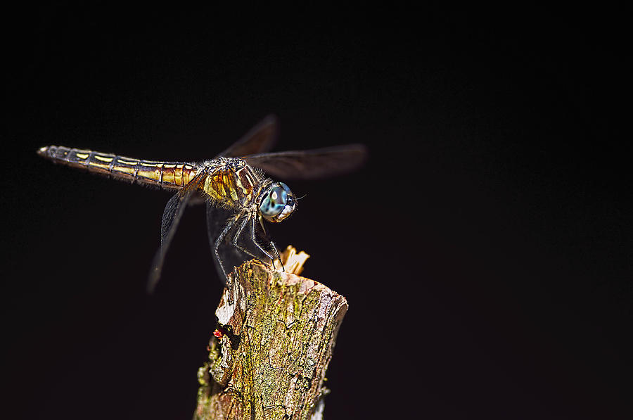 Dragonfly on Black Photograph by Sharon Talson