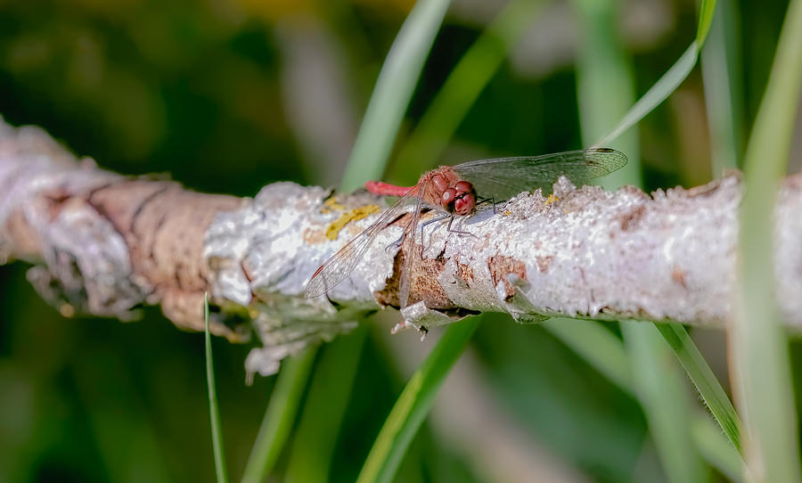 Dragonfly On Brach Photograph by Leif Sohlman