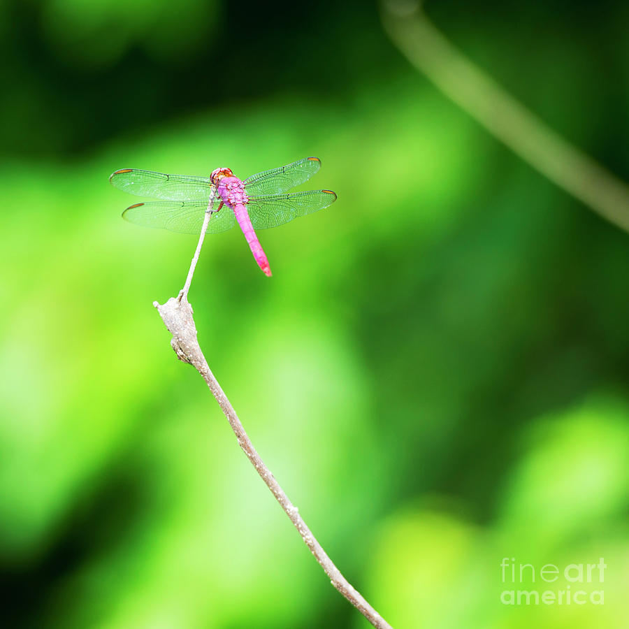 Dragonfly On Branch Photograph