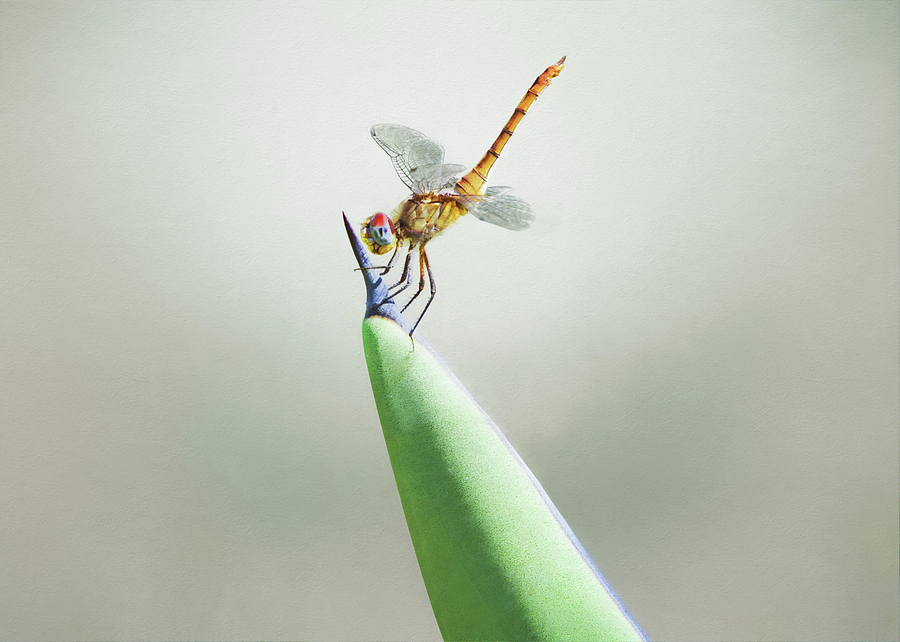 Dragonfly on Cactus Photograph by Steven Michael