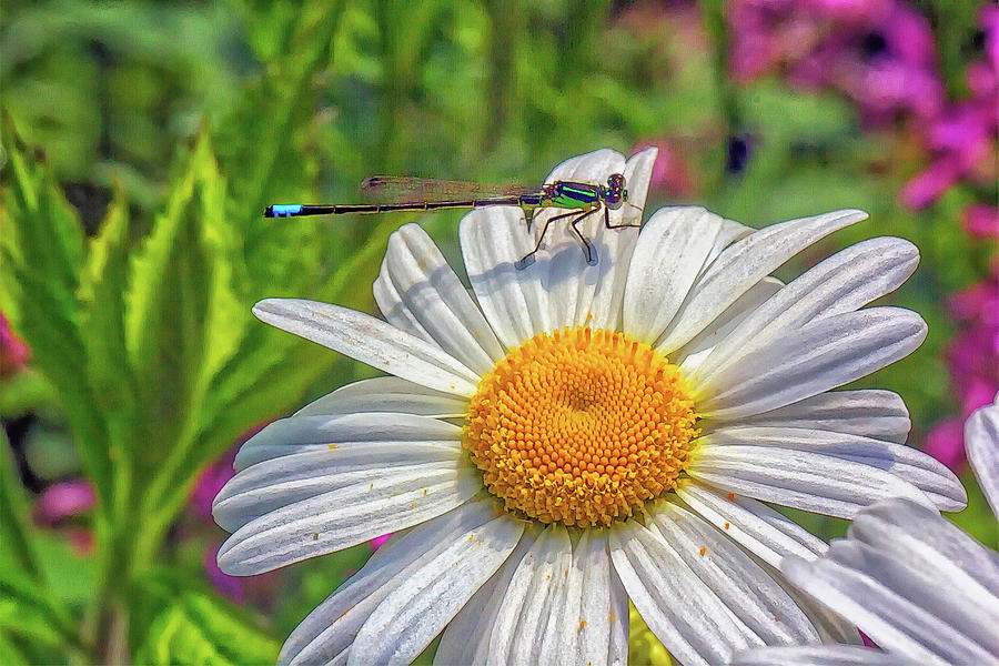 Dragonfly On Daisy Photograph by Constantine Gregory