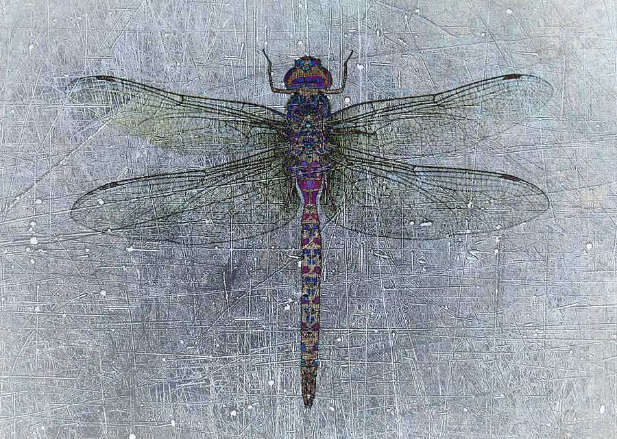 Dragonfly on Distressed Background and Blue Accents Digital Art by Fred Bertheas
