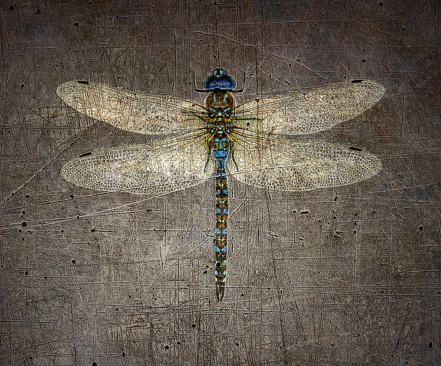 Dragonfly on Distressed Background Digital Art by Fred Bertheas
