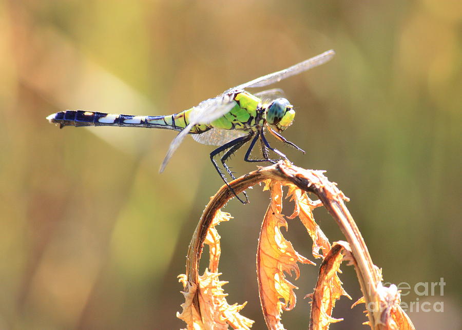 Dragonfly on Dry Leaves Photograph by Carol Groenen