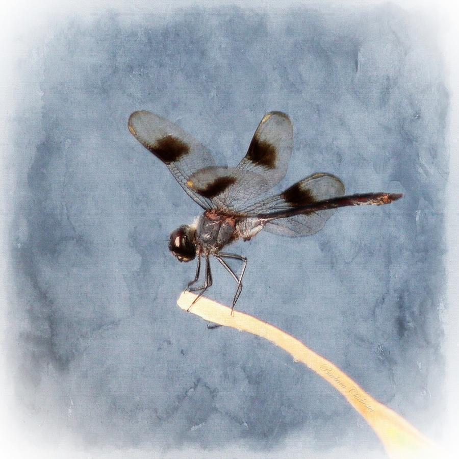 Dragonfly On Edge  Painting by Barbara Chichester