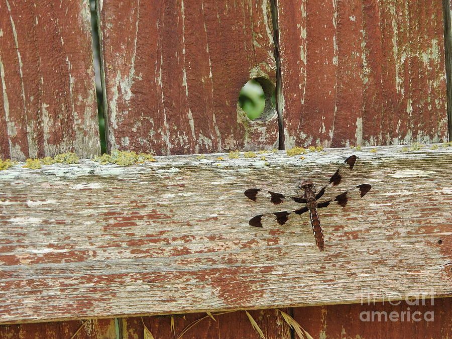 Wildlife Photograph - Dragonfly on Fence by Tracy Habenicht