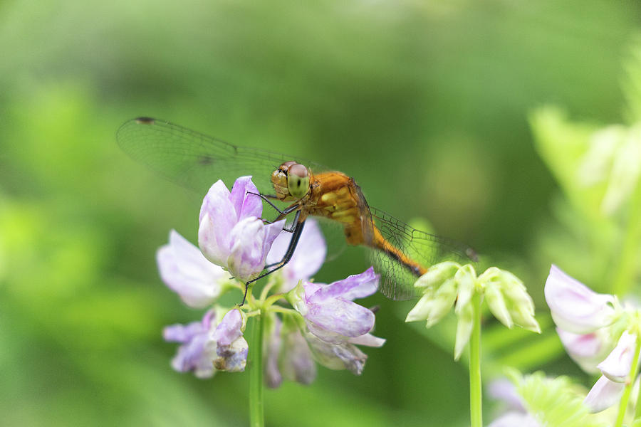 Dragonfly on Flowers Photograph by Brian Hale