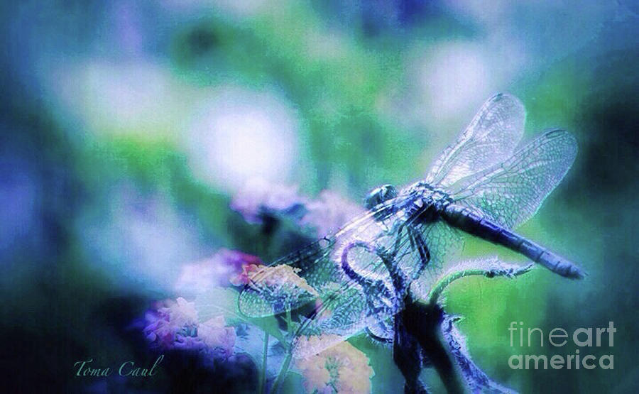 Dragonfly on Lantana-Blue Photograph by Toma Caul