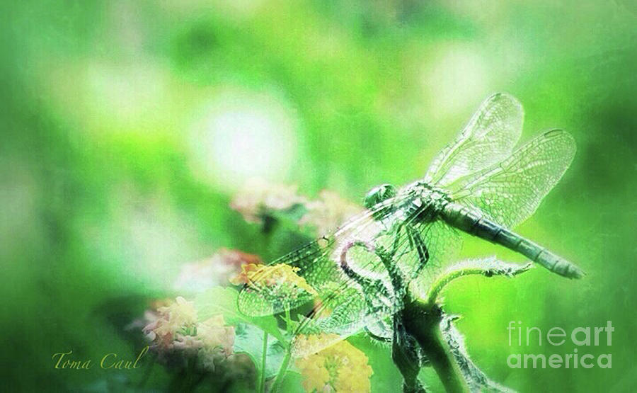 Dragonfly on Lantana-Green Photograph by Toma Caul