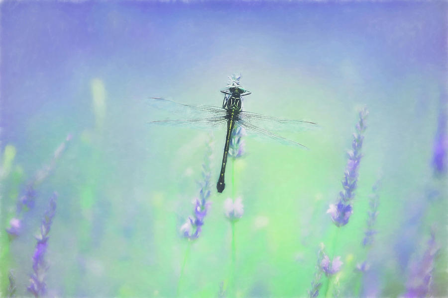 Dragonfly on Lavender Painting Photograph by Carrie Ann Grippo-Pike