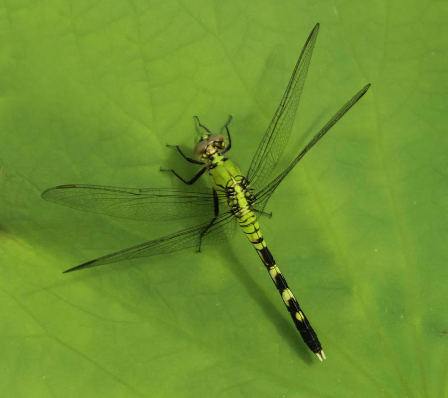 Dragonfly On Leaf Photograph by Roberta Kayne