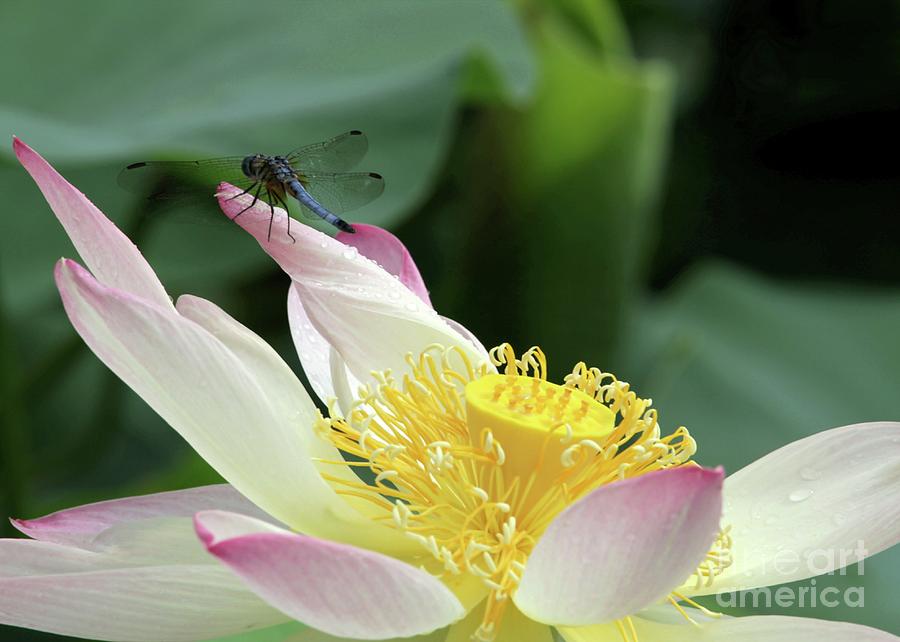 Flower Photograph - Dragonfly on Lotus by Sabrina L Ryan