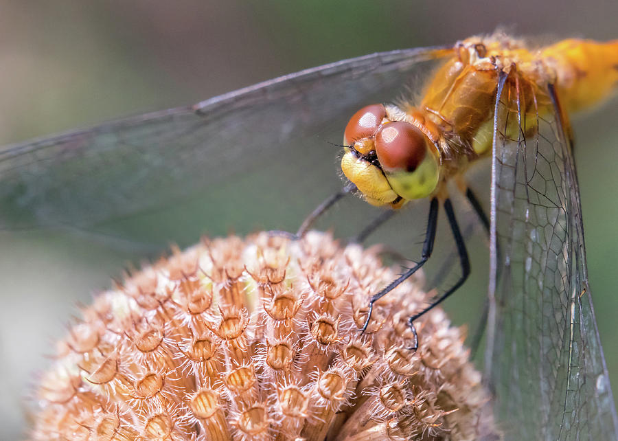 Dragonfly on Monarda Photograph by Jim Hughes