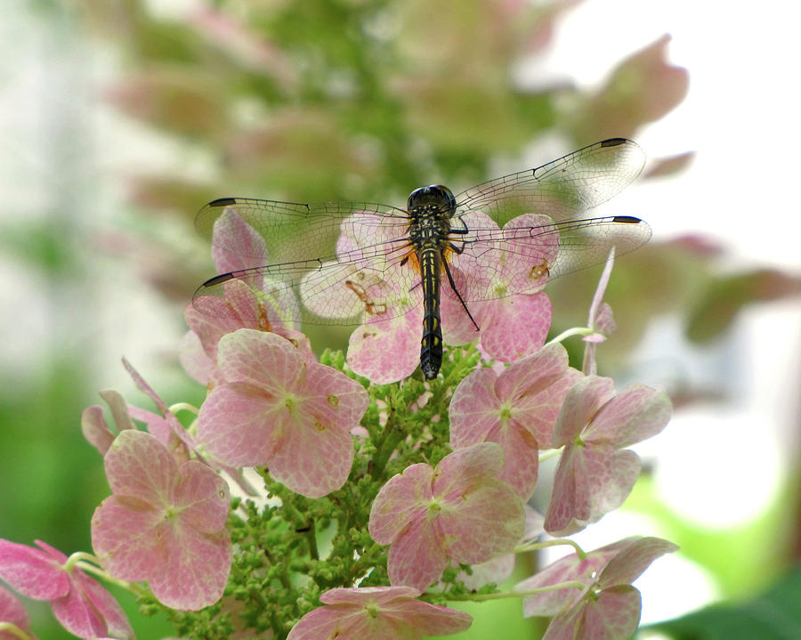 Dragonfly on Oakleaf Hydrangea Photograph by Peggy Urban