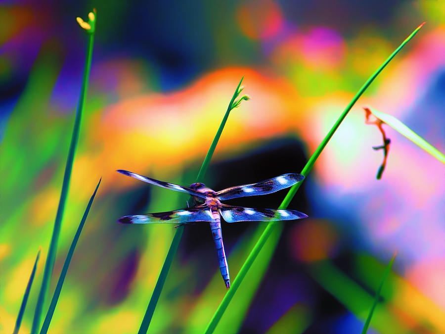 Dragonfly on Pastels Photograph by Bill and Linda Tiepelman