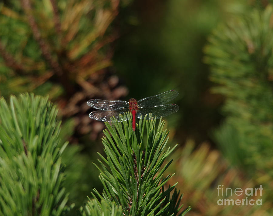Nature Photograph - Dragonfly on pine by Jeff Swan