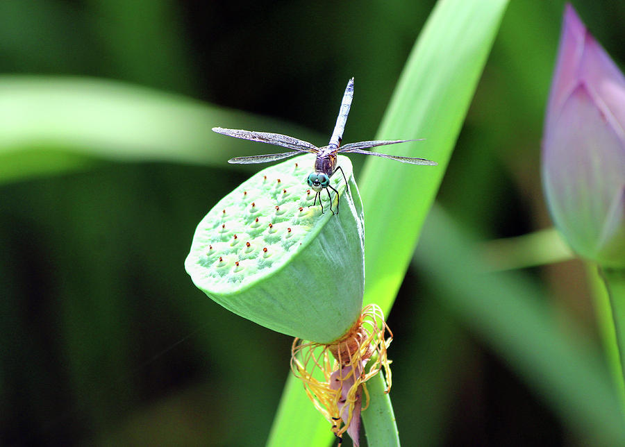 Dragonfly on pod Photograph by Ronda Ryan