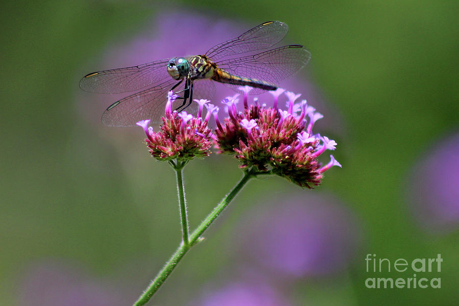 Dragonfly on Purple Verbena Photograph by Karen Adams