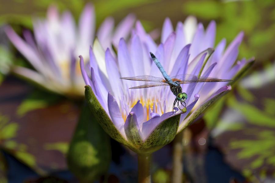 Dragonfly on Purple Waterlily Photograph by Tana Reiff