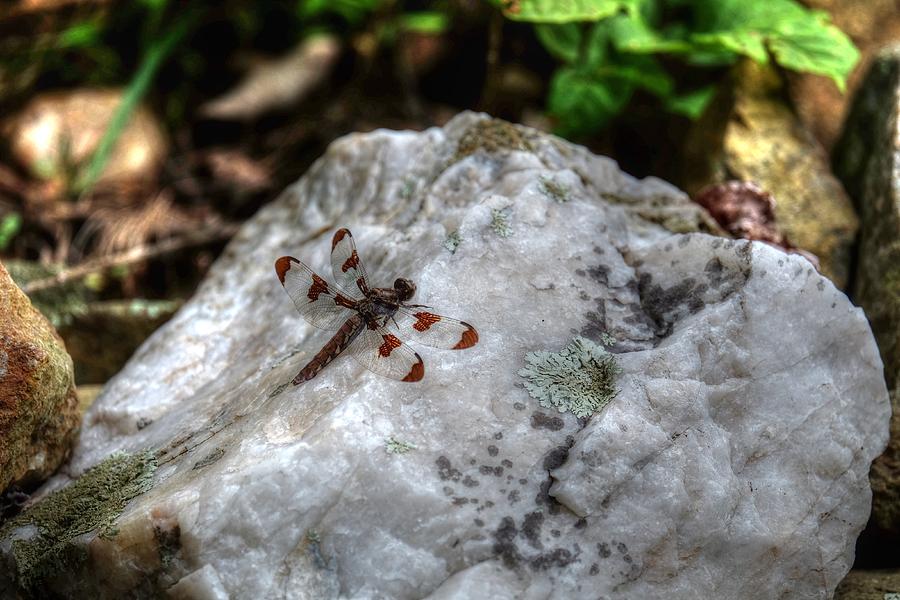Dragonfly on quartz Photograph by Ronda Ryan