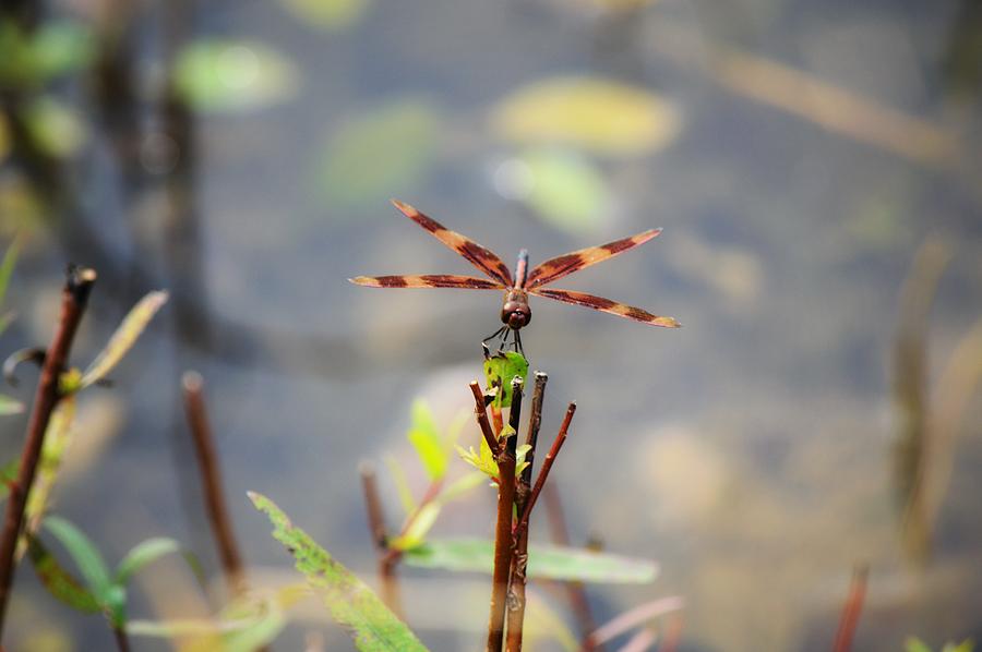 Dragonfly on Reed Photograph by Joseph Caban