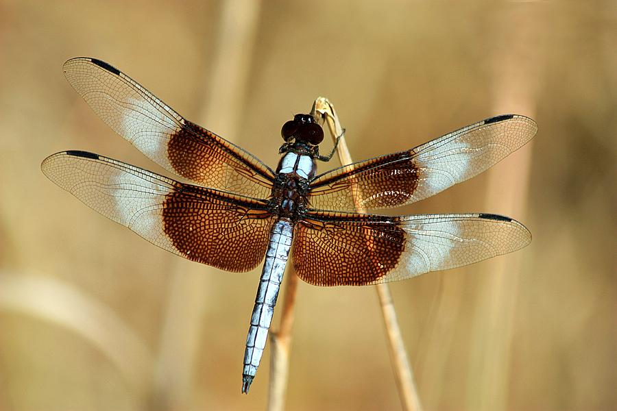 Dragonfly on Reed Photograph by Sheila Brown