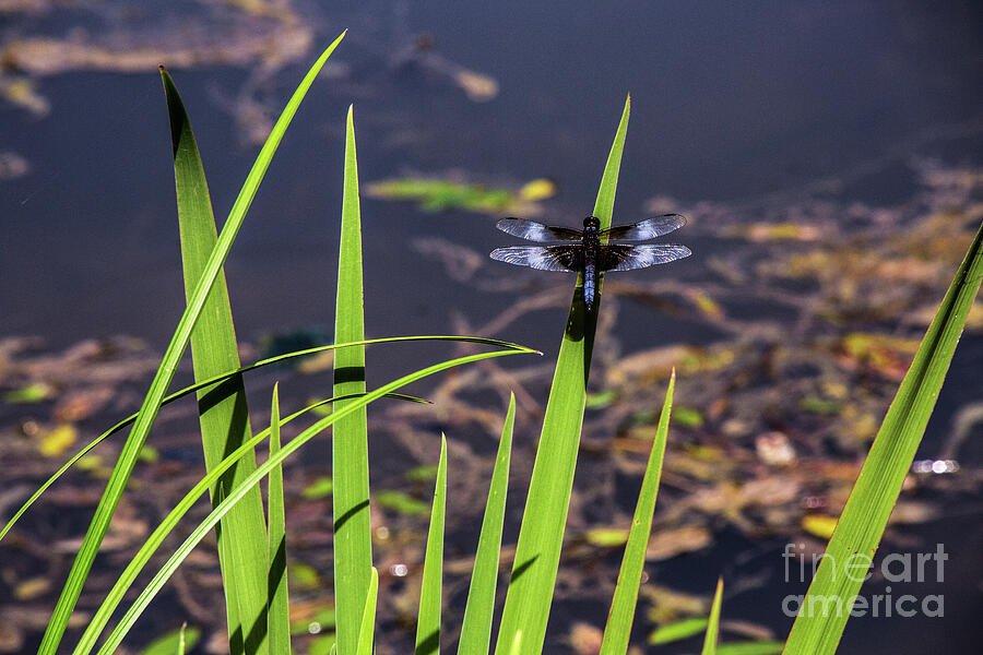 Dragonfly on Reeds Photograph by Kathy McClure