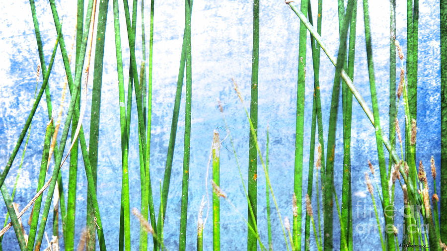 Dragonfly on Reeds Photograph by Monica Carrell - Fine Art America