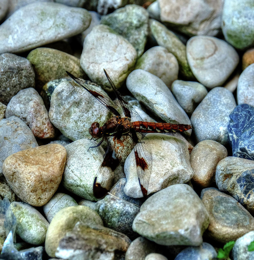 Dragonfly on rocks Photograph by Ronda Ryan