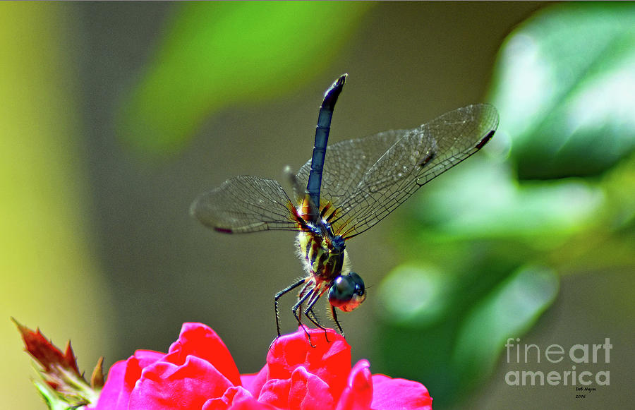 Dragonfly On Rose Photograph by DB Hayes