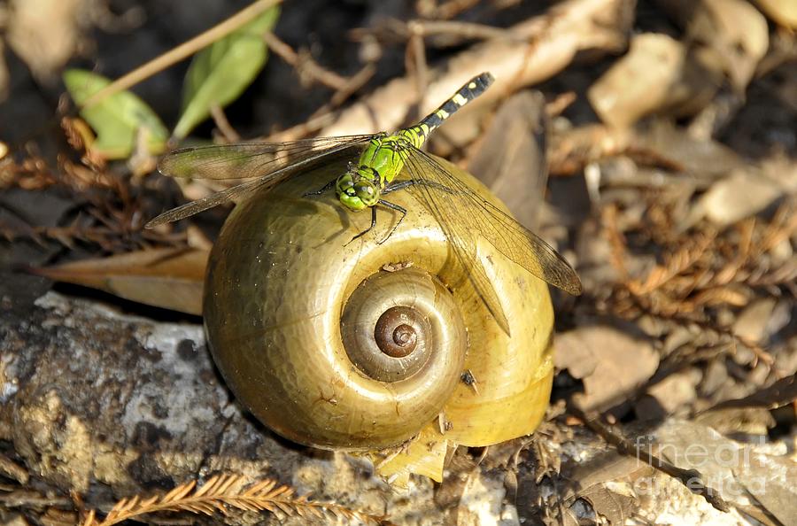 Dragonfly on snail Photograph by David Lee Thompson