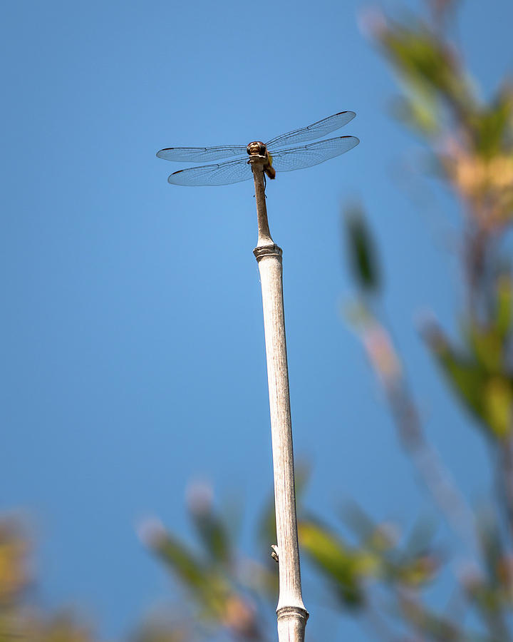 Dragonfly on Stick Photograph by Adam Rainoff