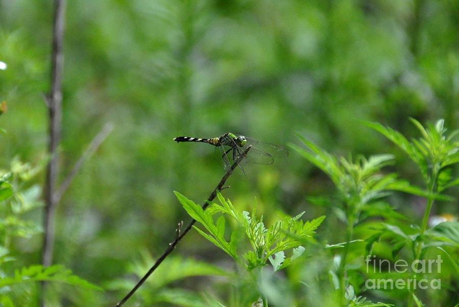 Dragonfly On Stick Photograph by John Black
