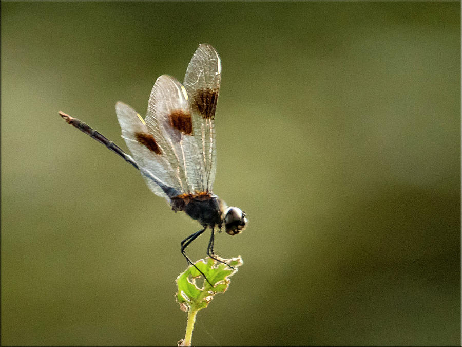 Dragonfly on tattered leaf Photograph by Don Durfee