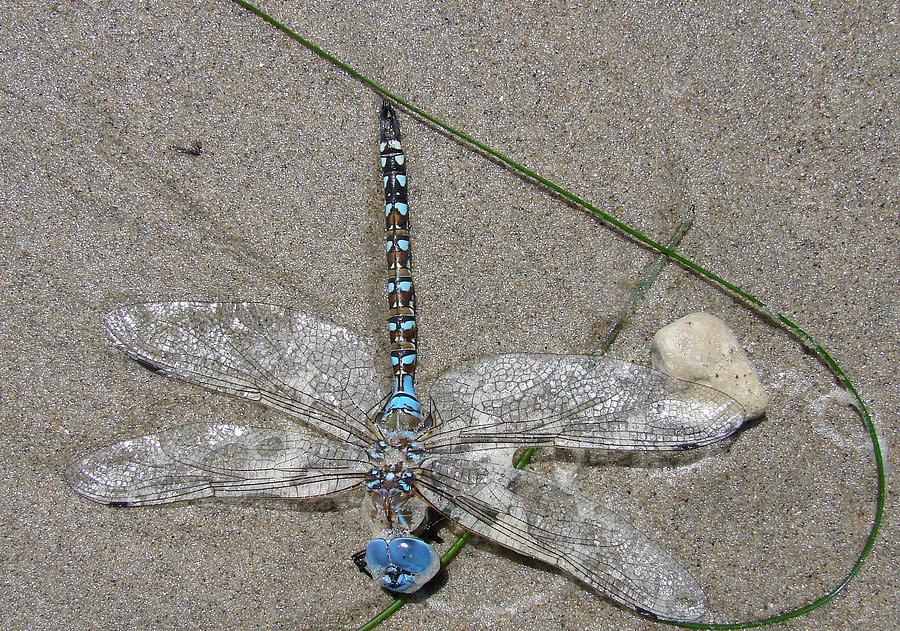 Dragonfly on the Beach Photograph by Liz Vernand