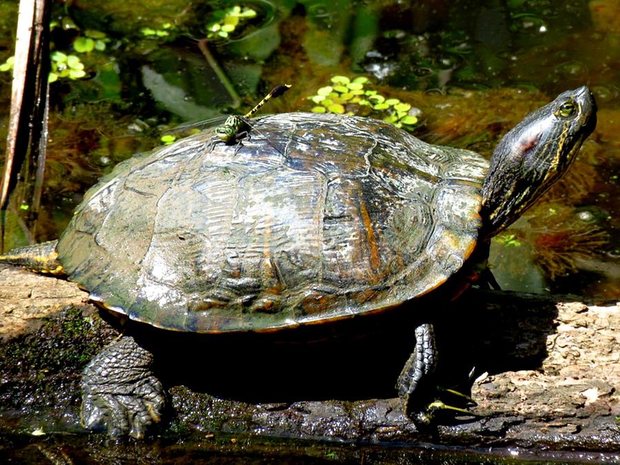 Dragonfly on Turtle Photograph by Betty Berard - Fine Art America