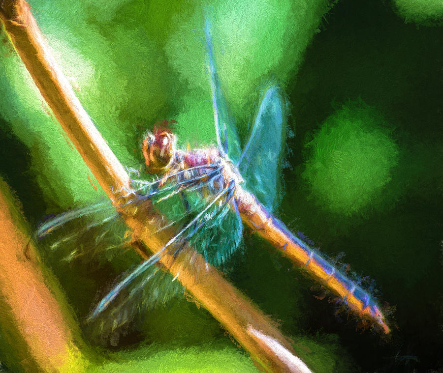 Dragonfly on Twig Photograph by Black Brook Photography - Fine Art America