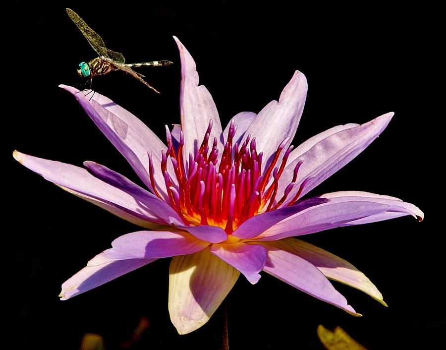 Insects Photograph - Dragonfly on Water Lily by Stacie Gary