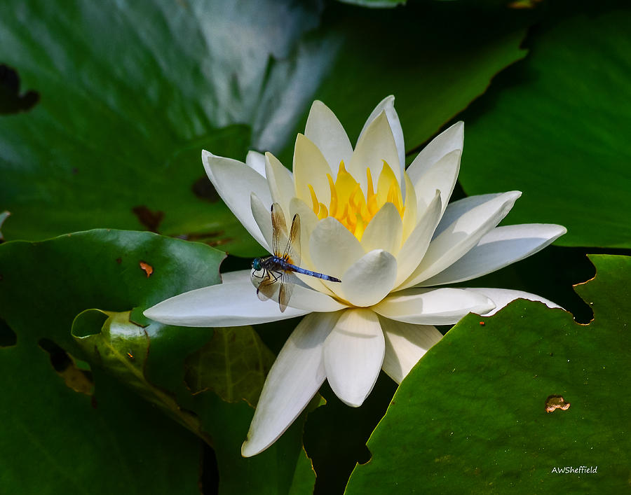 Nature Photograph - Dragonfly on Waterlily  by Allen Sheffield