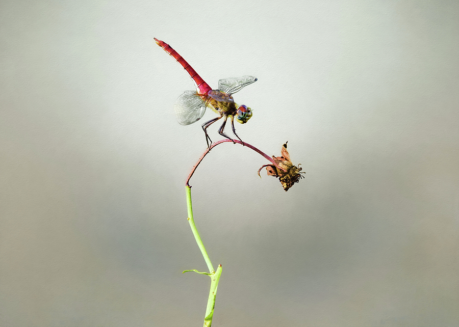 Dragonfly on Wilted Flower Photograph by Steven Michael
