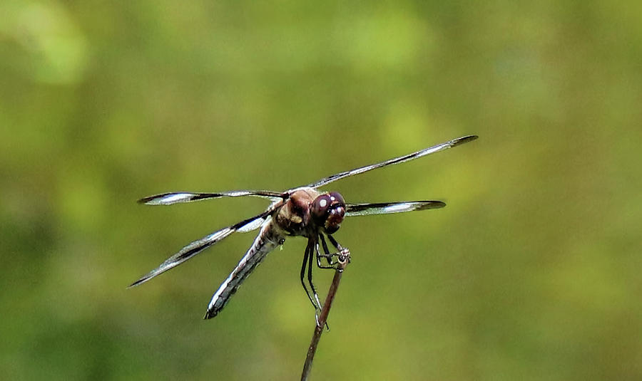 Dragonfly Photograph by Pat Cook