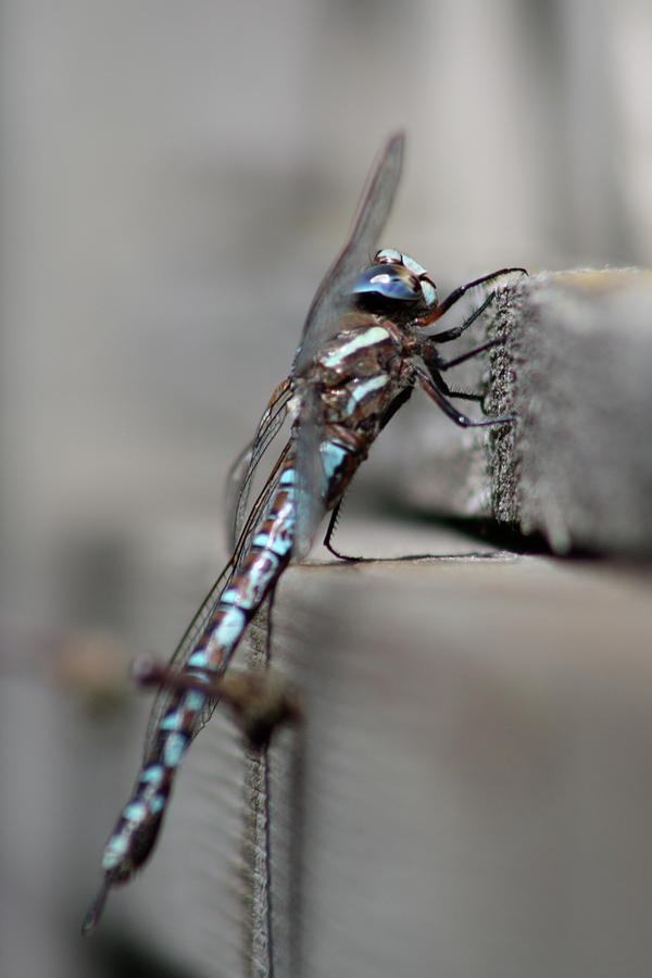 Dragonfly Pause Photograph by Cathie Douglas