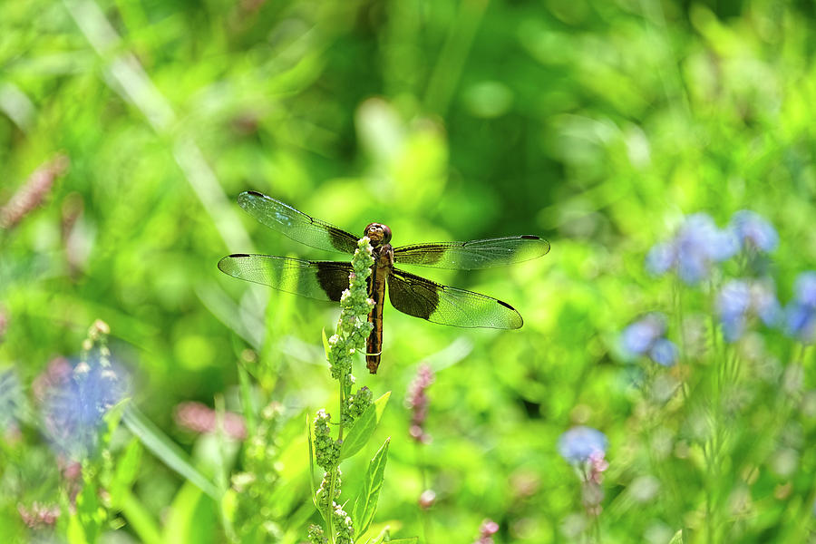 Dragonfly peeking at me Photograph by Ronda Ryan