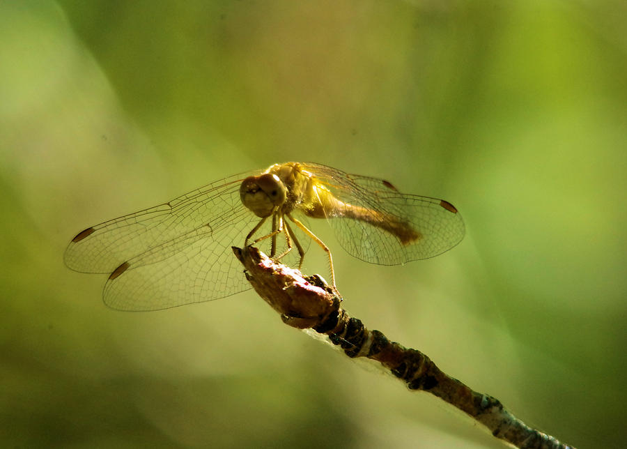 Dragonfly Perched Photograph